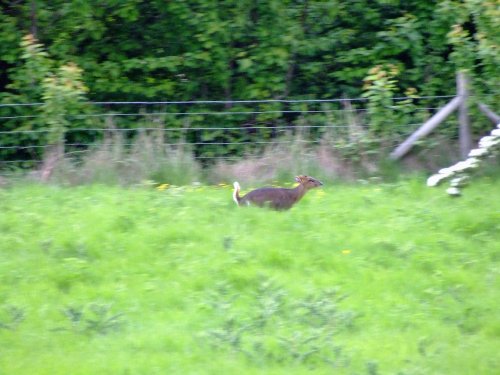 Muntjac deer (3)