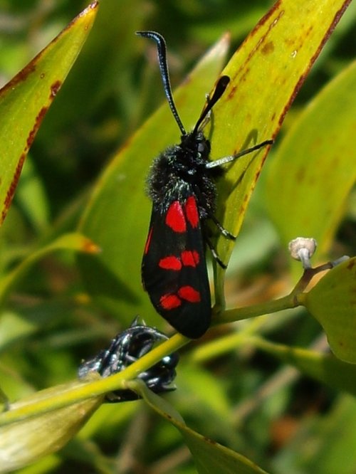 Unusual bug at Croome Park