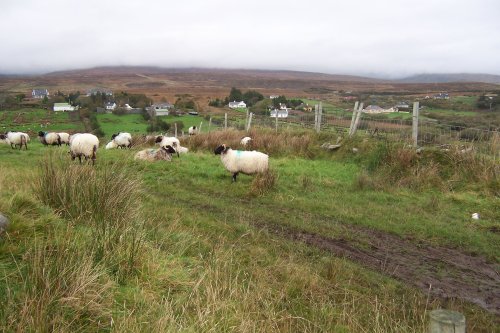County Mayo