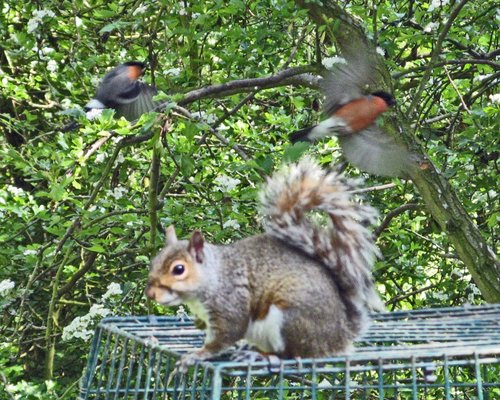 Grey Squirrel with Bull Finches as seen from hide at Washington Wetland Centre.