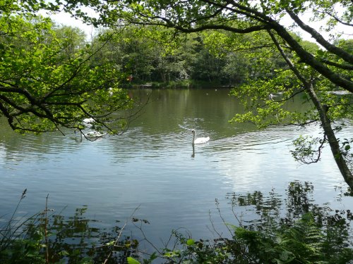 Tehidy Country Park, Cornwall