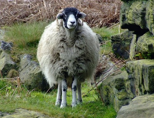 Near Little Longstone