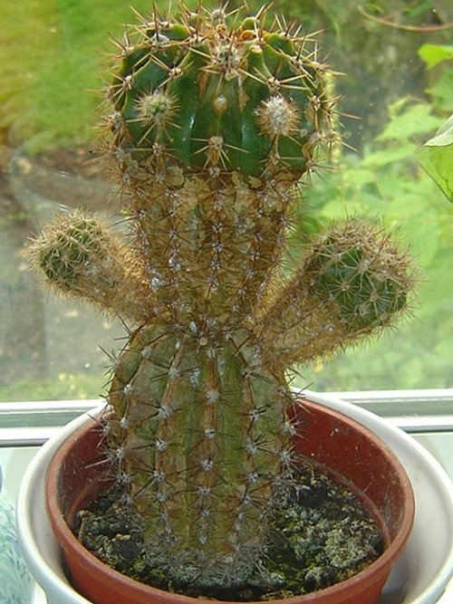 A Startled Cactus in Gravesend!