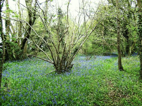Crudwell/Kemble Wood