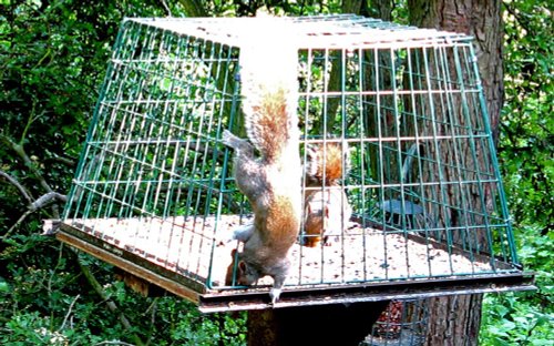 Grey Squirrel in bird feeder at Washington Wetland Centre.
