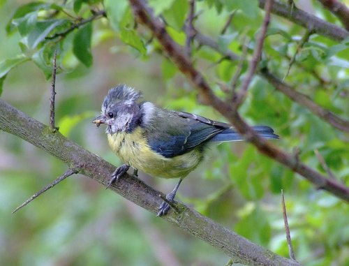 Bluetit....parus caeruleus, Far Ings reserve, Barton
