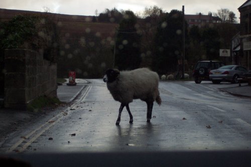 Goathland town sheep