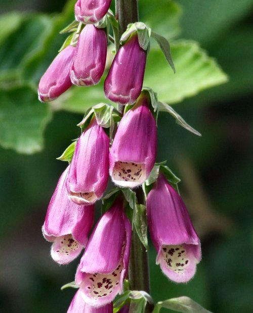 In the old English rose garden