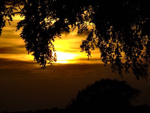 Sunset through the branches