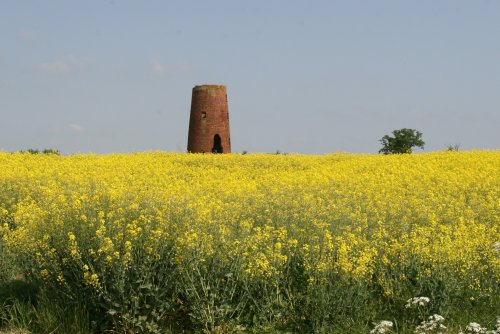 Canola field