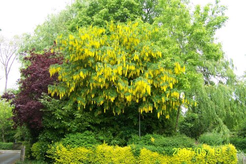 Anne Hathaway's Cottage