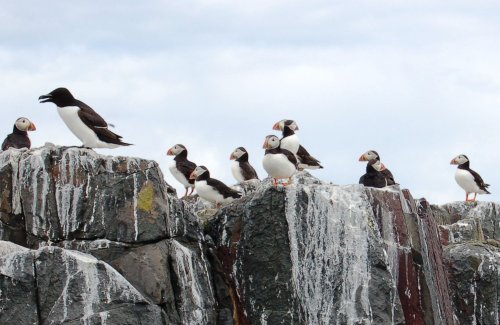 Puffins on the Farne Islands