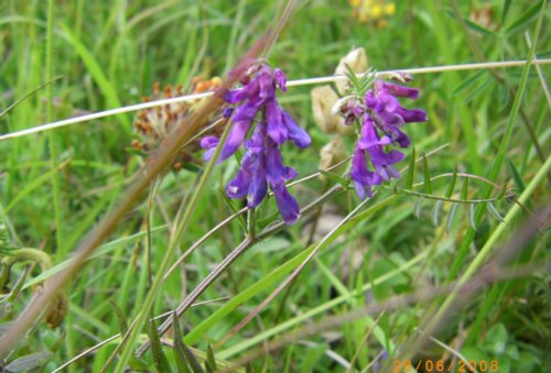 Anston Stones Wood, South Yorkshire