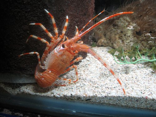 Seaquarium Shrimp