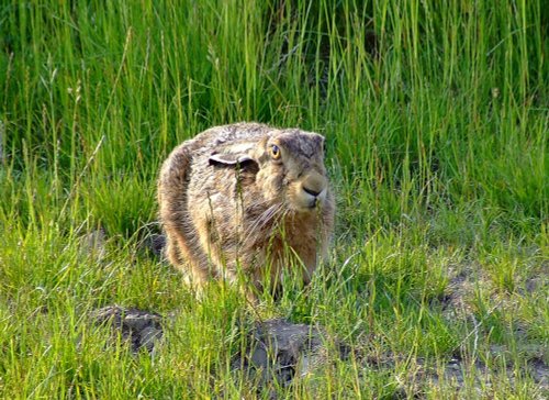 Brown hare....lepus capensis