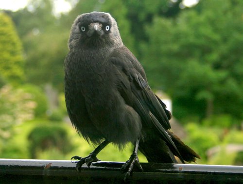 Jackdaw at Ambleside.