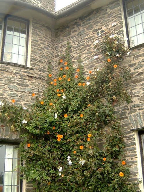 Coleton Fishacre Garden