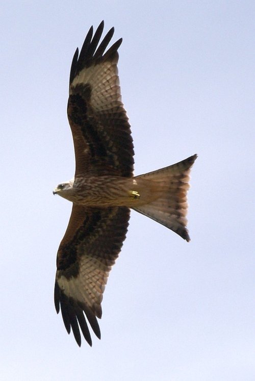 Red Kite, near Ewelme, Oxon.
