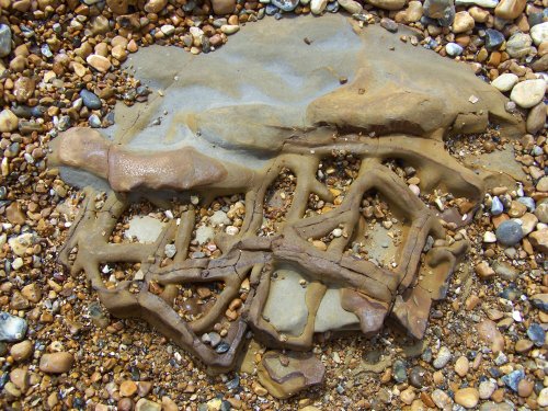 A prehistoric something !!!