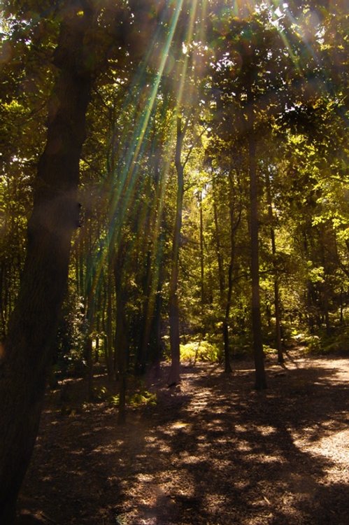 Hartshill Hayes Country Park