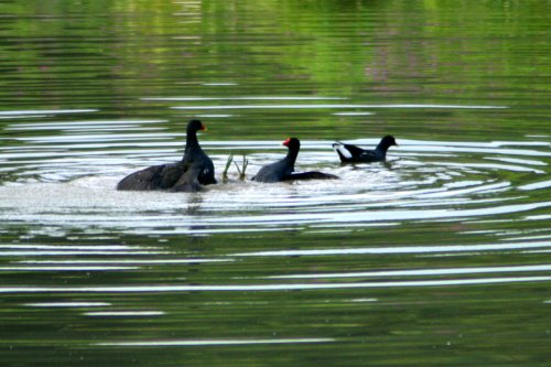 Water Hens fighting over female on the waders lake.
