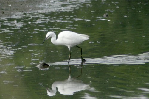 Washington Wetlands Centre