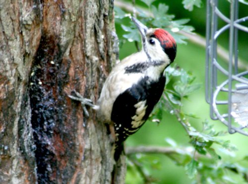 Juvenile Great Spotted Woodpecker as seen from the woodland hide, Washington Wetlands Centre.