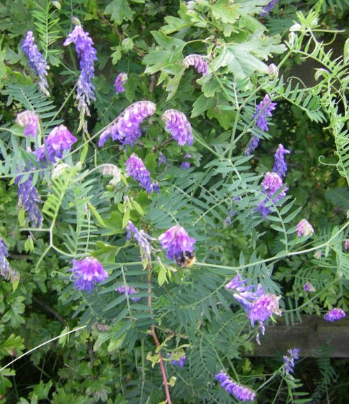 Anglers Country Park