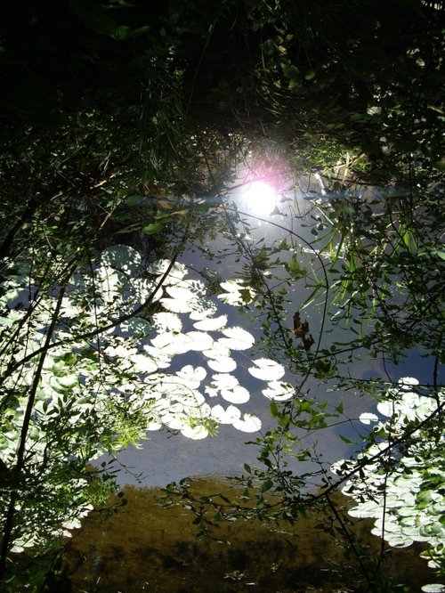 Lily ponds at Bosherton, Stackpole Estate