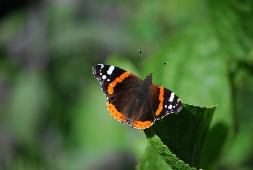 Butterfly at Solva