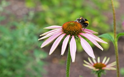 Busy bee at Fitzwilliam College