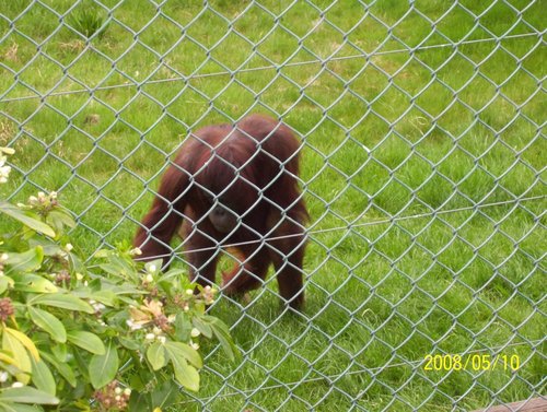 Monkey World Ape Rescue Centre