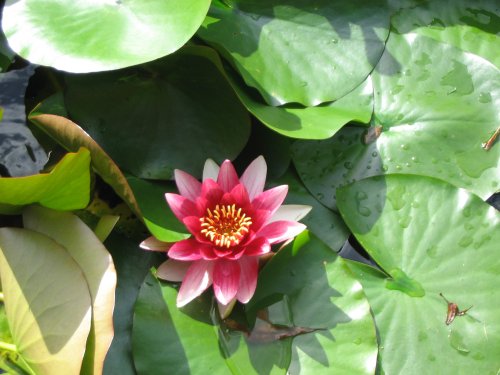 Hinton Ampner Garden