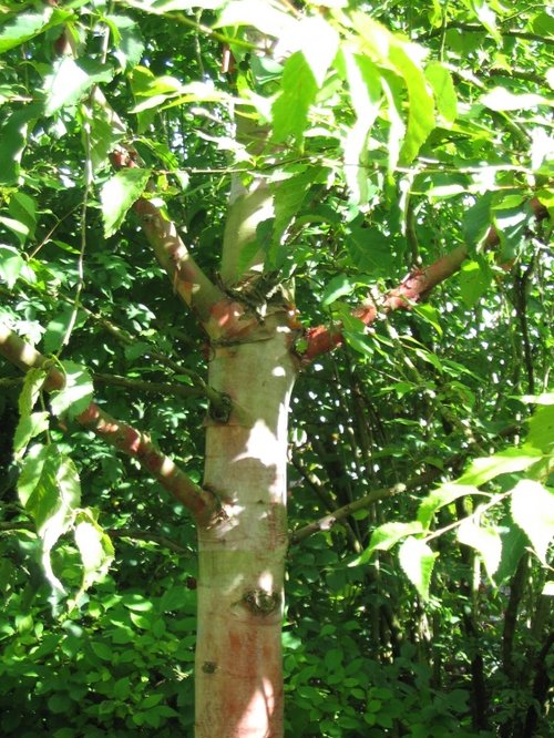 Hinton Ampner Garden