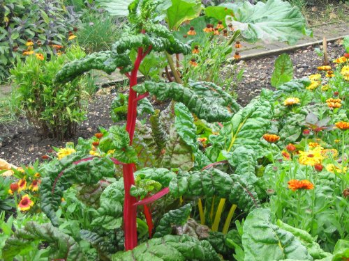 West Green House Garden, Hampshire