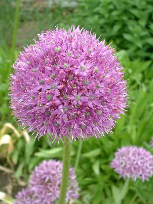 One of THOSE flower things...