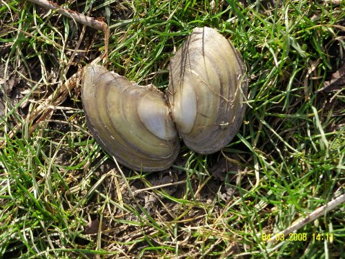 Swan Mussel