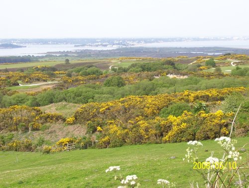 Gorse on Dorset countryside