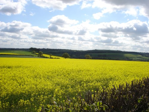 Yellow field on the way from Cawthorne to Silkstone village