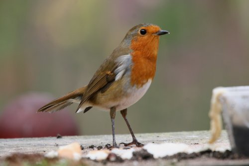 Robin