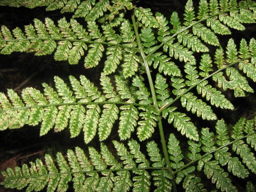 Ferns in Haigh hall