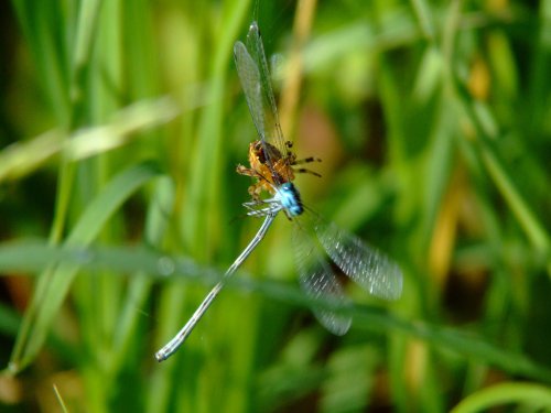 Spider and damselfly 1