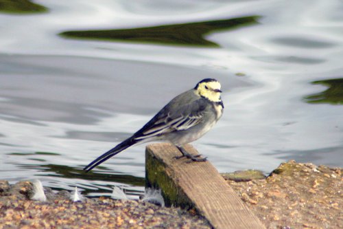 A Pied Wagtail