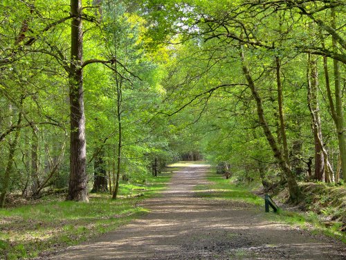 Swinley Forest, Surrey