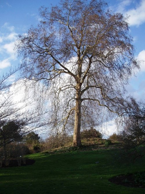 Kew Royal Botanical Gardens