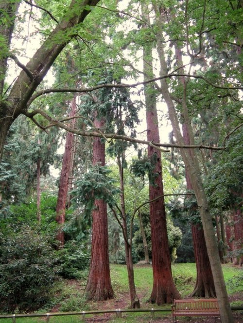 Coombe Abbey Country Park