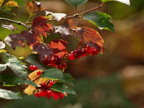 Berries, Hazelborough Wood, Silverstone, Northants.