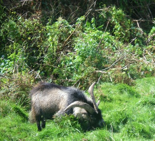 Greeb Animal Farm & Craft Workshops