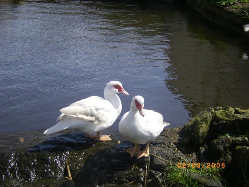 Greeb Animal Farm & Craft Workshops