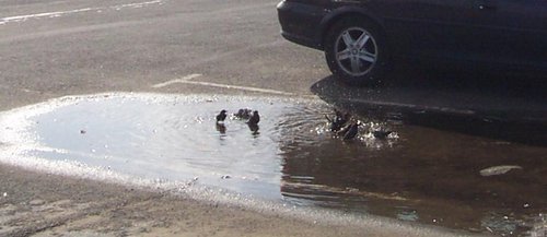 Swimming pool for starlings!